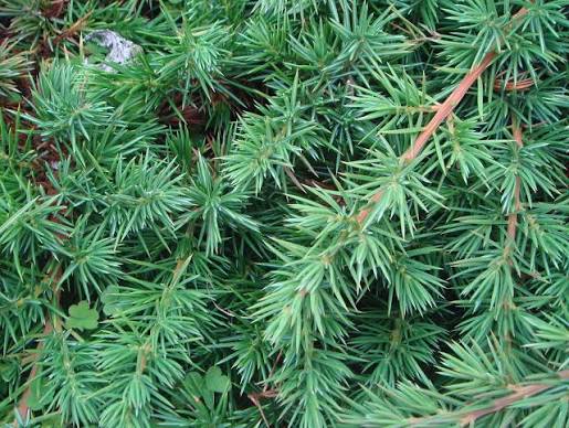 Juniperus conferta 'Shore Juniper'