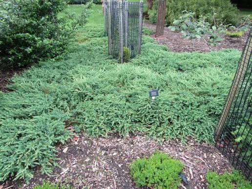 Juniperus conferta 'Shore Juniper'