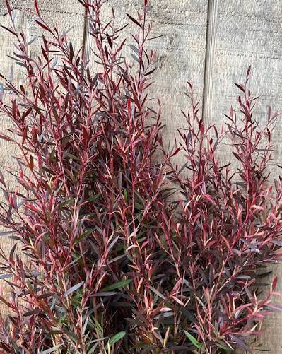 Leptospermum 'Copper Glow'