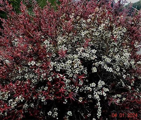 Leptospermum 'Copper Glow'