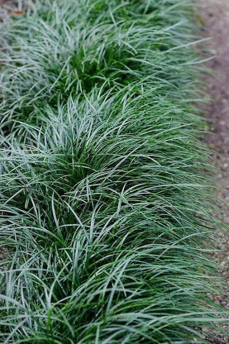 Ophiopogon japonicus 'Mondo Grass'