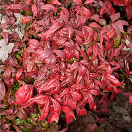 Nandina Domestica 'Nana'