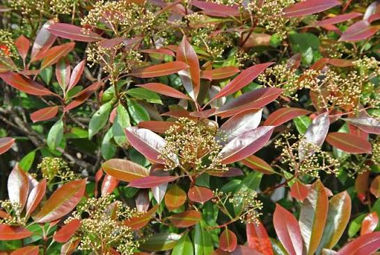 Photinia x Fraseri 'Red Robin'