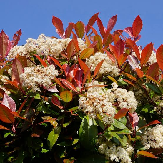 Photinia x Fraseri 'Red Robin'