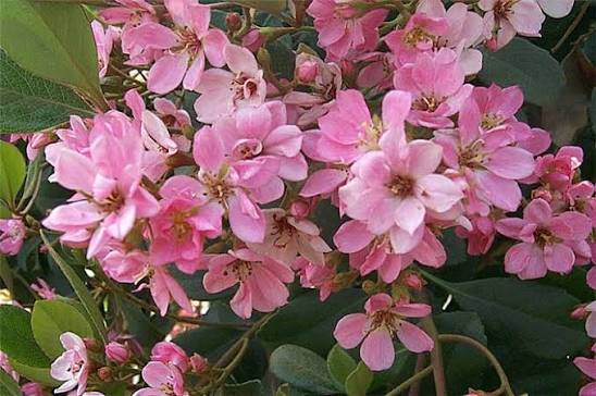 Raphiolepis Indica 'Pink Lady'