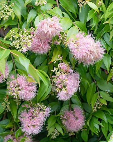 Syzygium 'Pink Cascade'