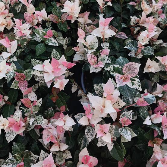 Trachelospermum jasminoides 'Tri Colour'