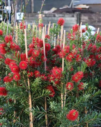 Callistemon 'Hannah's Child'