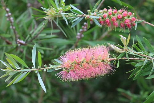 Callistemon 'Pink Champagne'