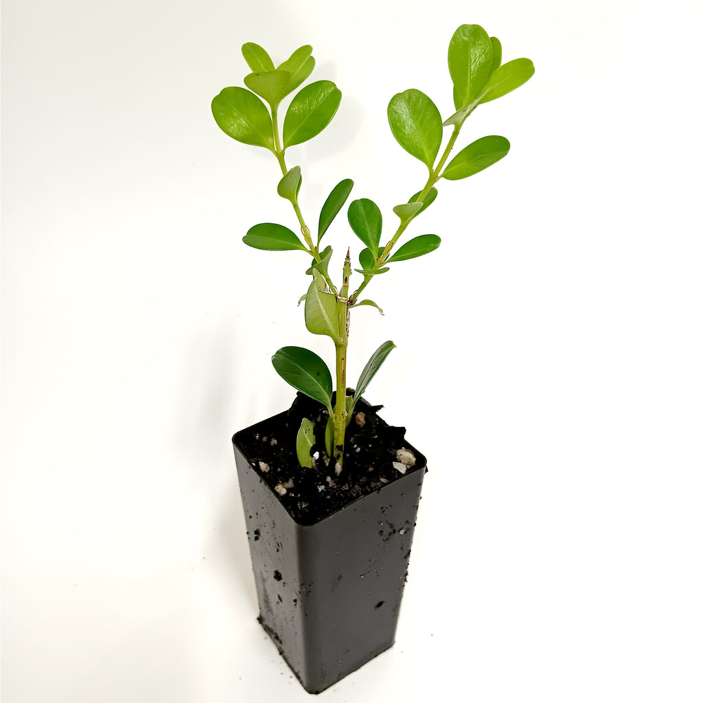 Buxus Microphylla 'Japanese Box'