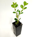 Buxus Microphylla 'Japanese Box'