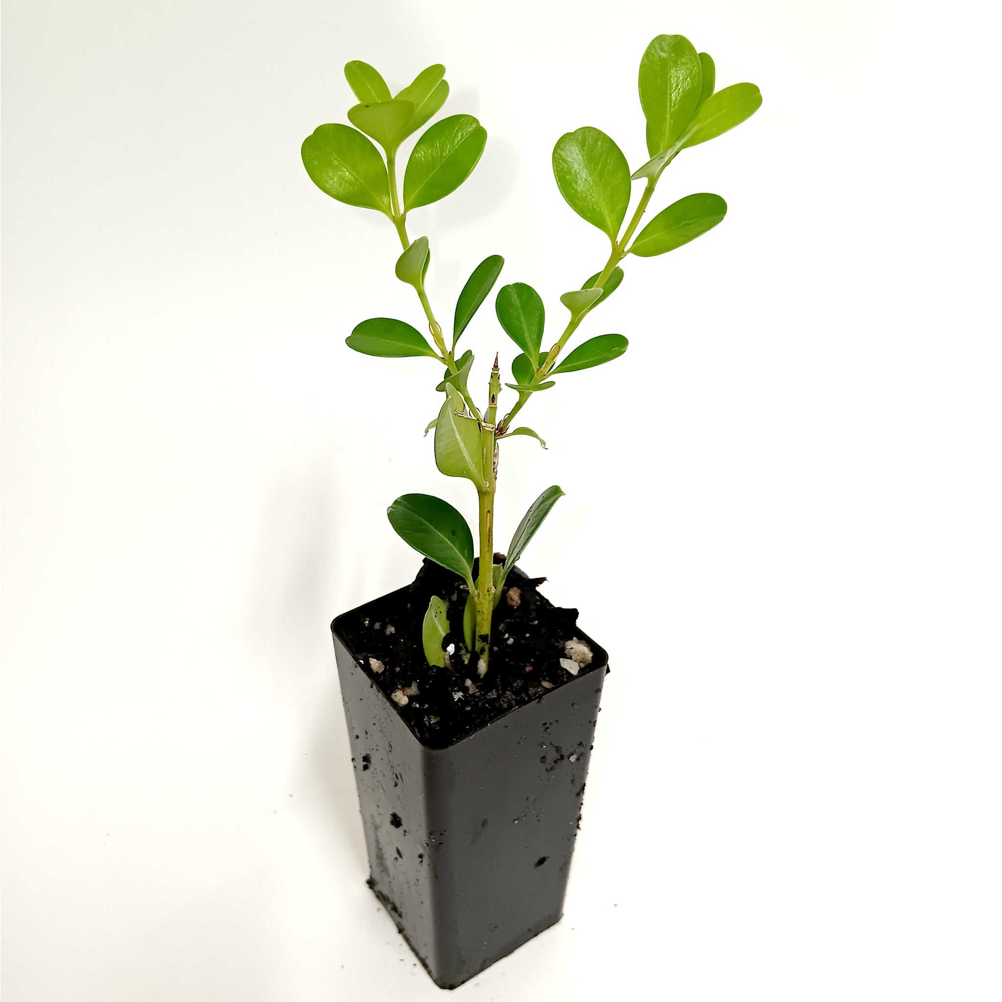 Buxus Microphylla 'Japanese Box'