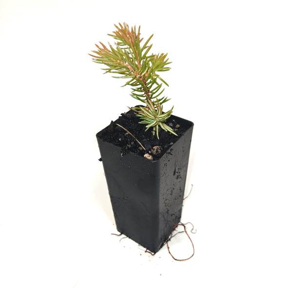 Juniperus conferta 'Shore Juniper'
