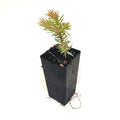 Juniperus conferta 'Shore Juniper'