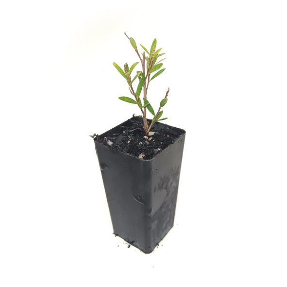 Leptospermum 'Copper Glow'