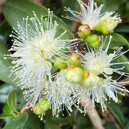 Syzygium Australe 'Resilience'