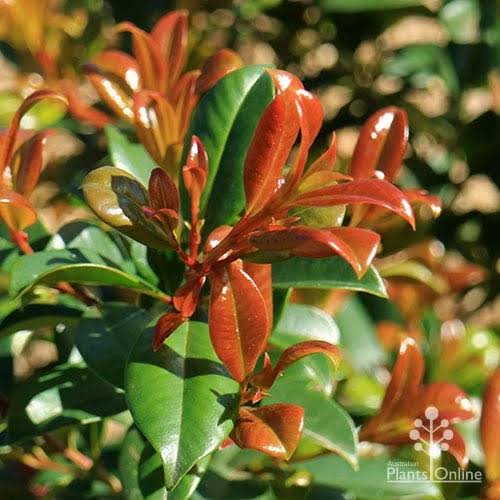 Syzygium Australe 'Resilience'