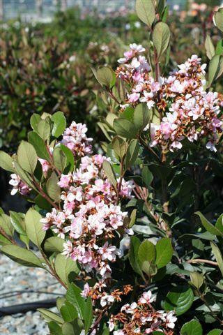 Raphiolepis Indica 'Pink Lady'