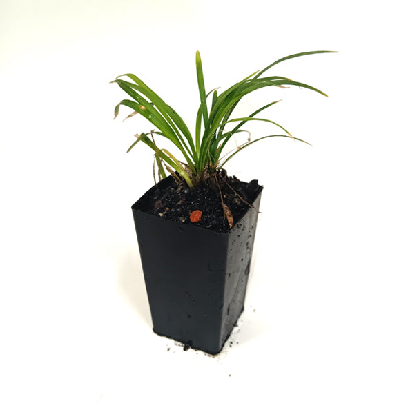 Ophiopogon japonicus 'Mondo Grass'