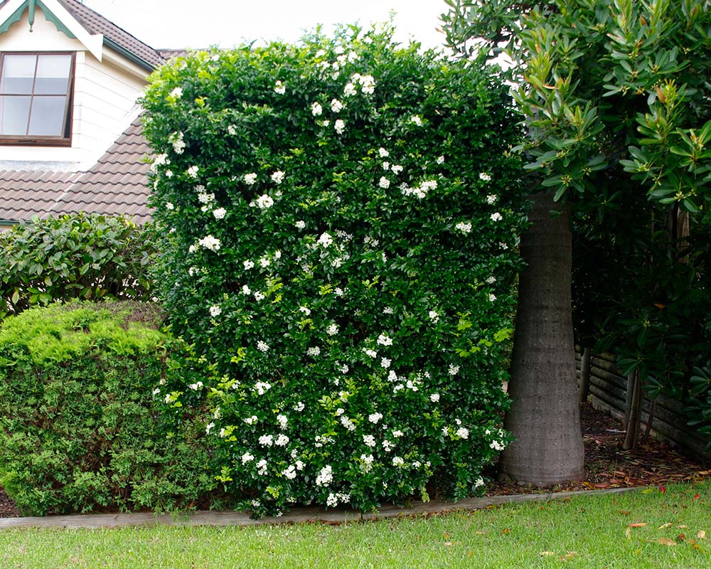 Murraya Paniculata 'Orange Jessamine'