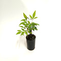 Nandina Domestica 'Nana'
