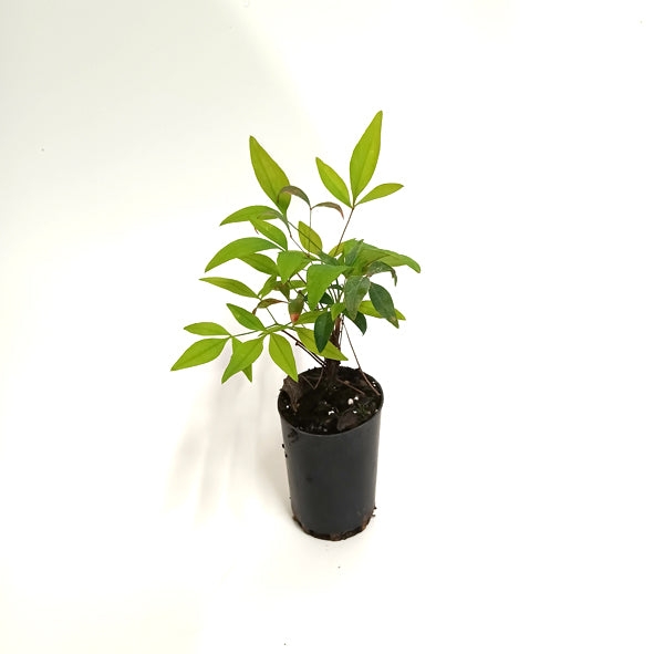 Nandina Domestica 'Nana'