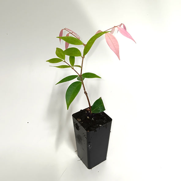 Syzygium 'Pink Cascade'