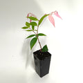 Syzygium 'Pink Cascade'