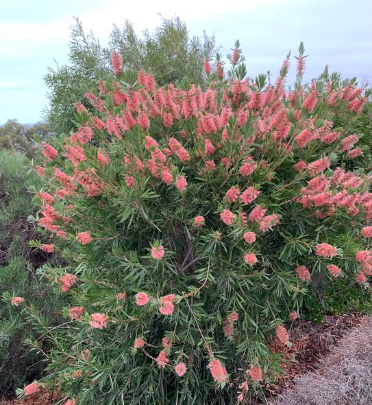 Callistemon 'Pink Champagne'