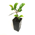 Syzygium Australe 'Resilience'