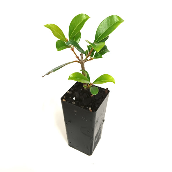 Syzygium Australe 'Resilience'