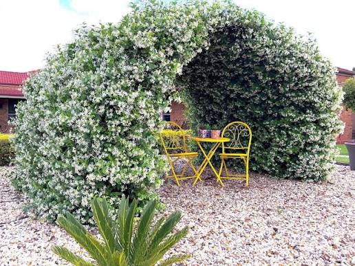 Trachelospermum jasminoides 'Star Jasmine'