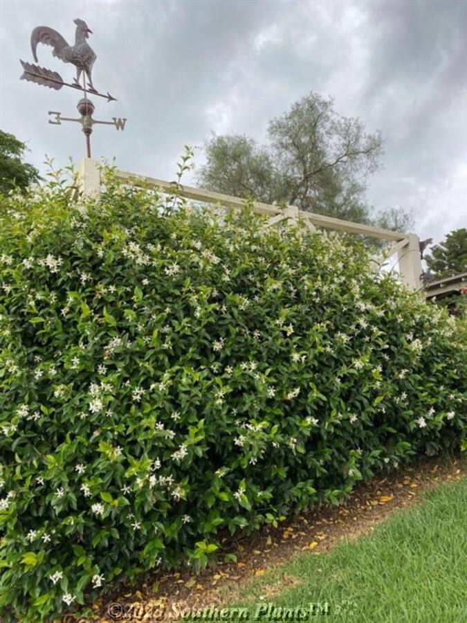 Trachelospermum jasminoides 'Star Jasmine'