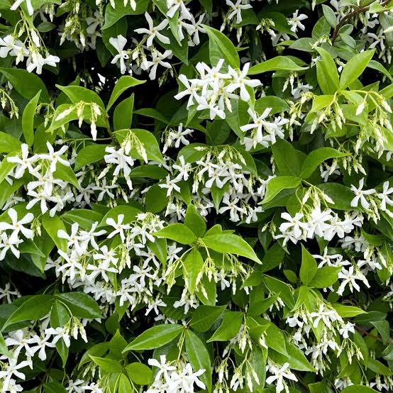 Trachelospermum jasminoides 'Star Jasmine'
