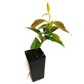 Trachelospermum jasminoides 'Tri Colour'