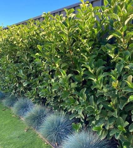 Viburnum odoratissimum 'Sweet Viburnum'